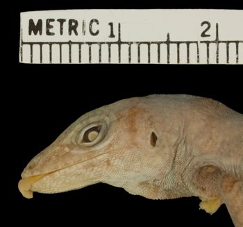 Media type: image; Herpetology R-34788
